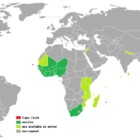 Cape Verde